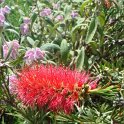 Callistemon citrinus fleur